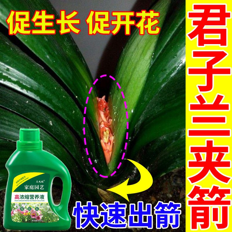 Clivia Nutrient Solution Special Fertilizer Flowering Fertilizer Flower Plant General Concentrated Liquid Flowering Fertilizer for Flower and Green Plants