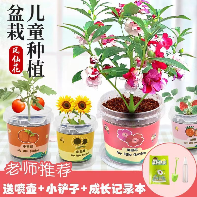 Детские комнатные растения, креативные растения для офиса