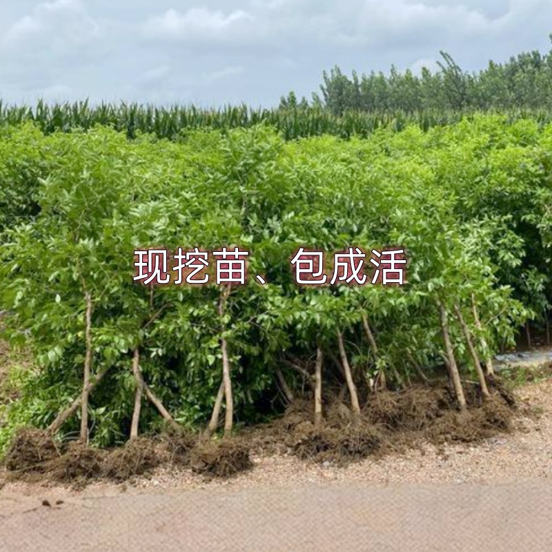 Dropshipping of Zhanhua Winter Jujube Seedlings, Third-Generation Live Seedlings, Potted and Ground-Planted Jujubes in the North and South, Grafted Fruit Saplings