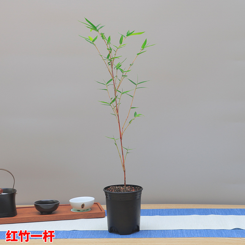 Red Bamboo Pot Landscape Sound Bamboo Study Courtyard Balcony Plant Small Red Bamboo Seedling Bamboo Potted Indoor Desktop Green Plant