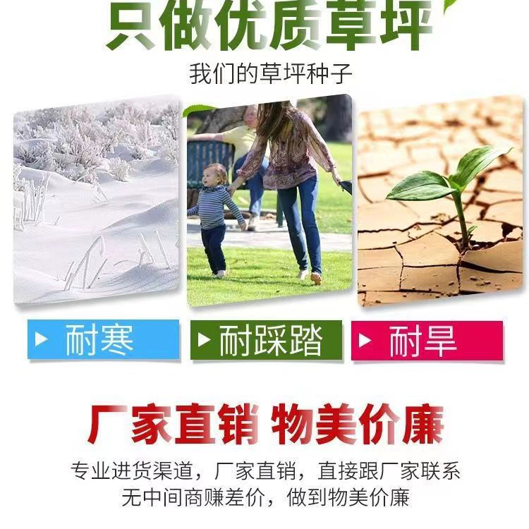 Cross-Border Foreign Trade Lawn Grass Seeds, Evergreen, Cold-Resistant and Drought-Resistant, Slope Protection Courtyard Grass Seeds, Small Packaging Wholesale
