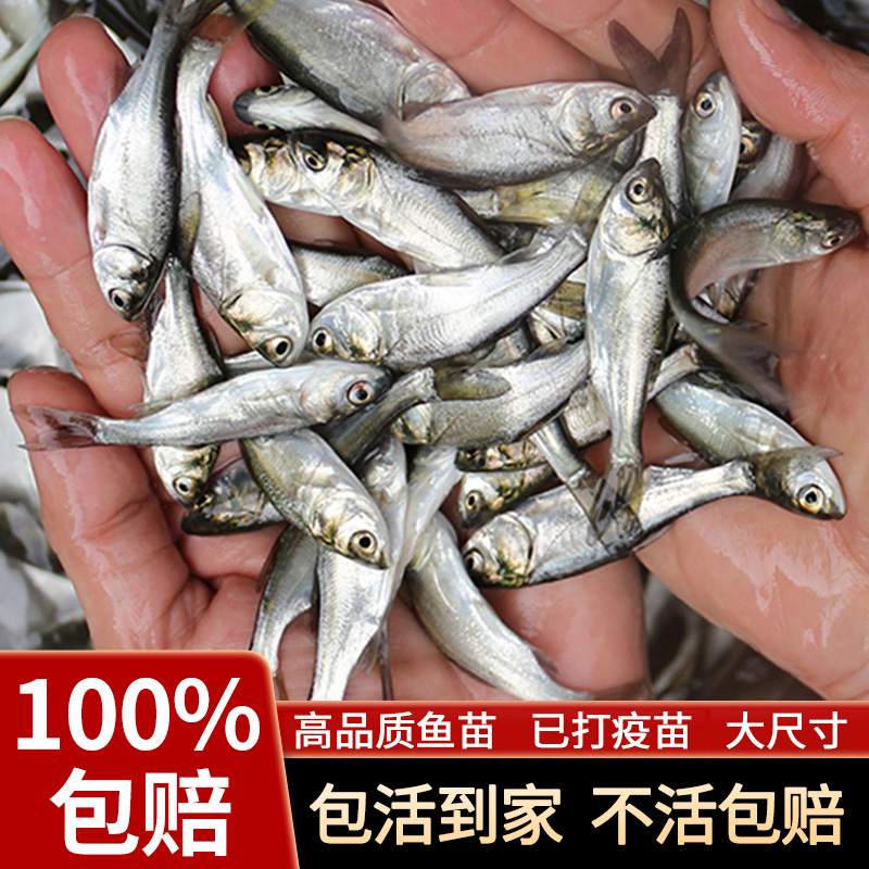 White Silver Carp Fry Jumping Silver Carp and Bighead Carp Water Silver Carp White Lotus Fish Ornamental Fish Fry Live Small Fry Freshwater Edible Cultured Cold Water