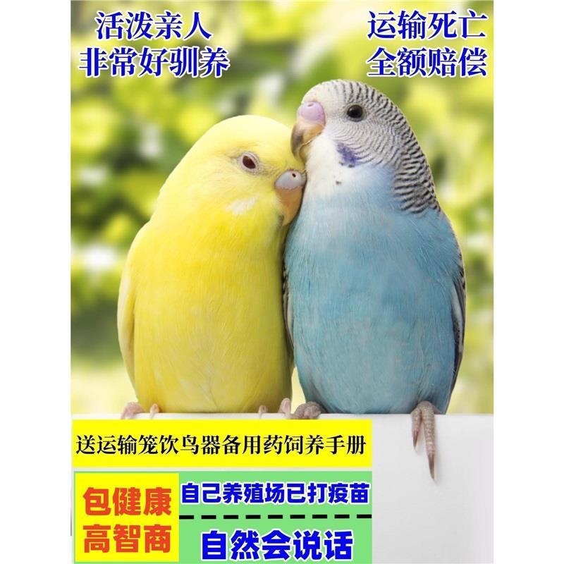 Попугаи живые птицы учатся говорить домашние птицы