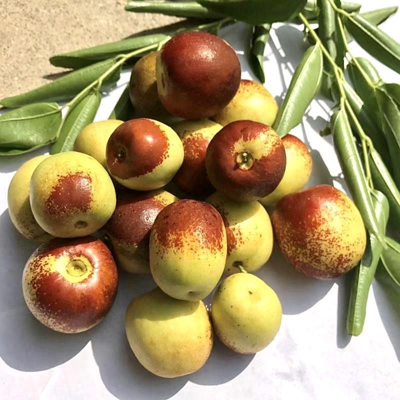 Freshly Picked Shaanxi Dali Winter Jujube, Freshly Picked Fresh Jujube, Seasonal Milk Fresh Jujube Fruit, Dropshipping