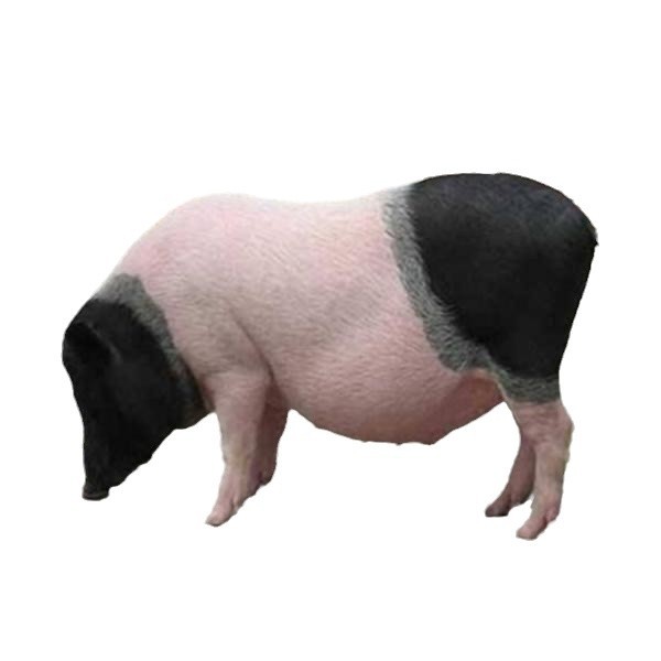 Purebred Luchuan Piglets, Live Piglets, Small Flower Pigs, Small Fragrant Pig Seedlings, Free-Range Luchuan Breeding Pigs, Fattening Pigs