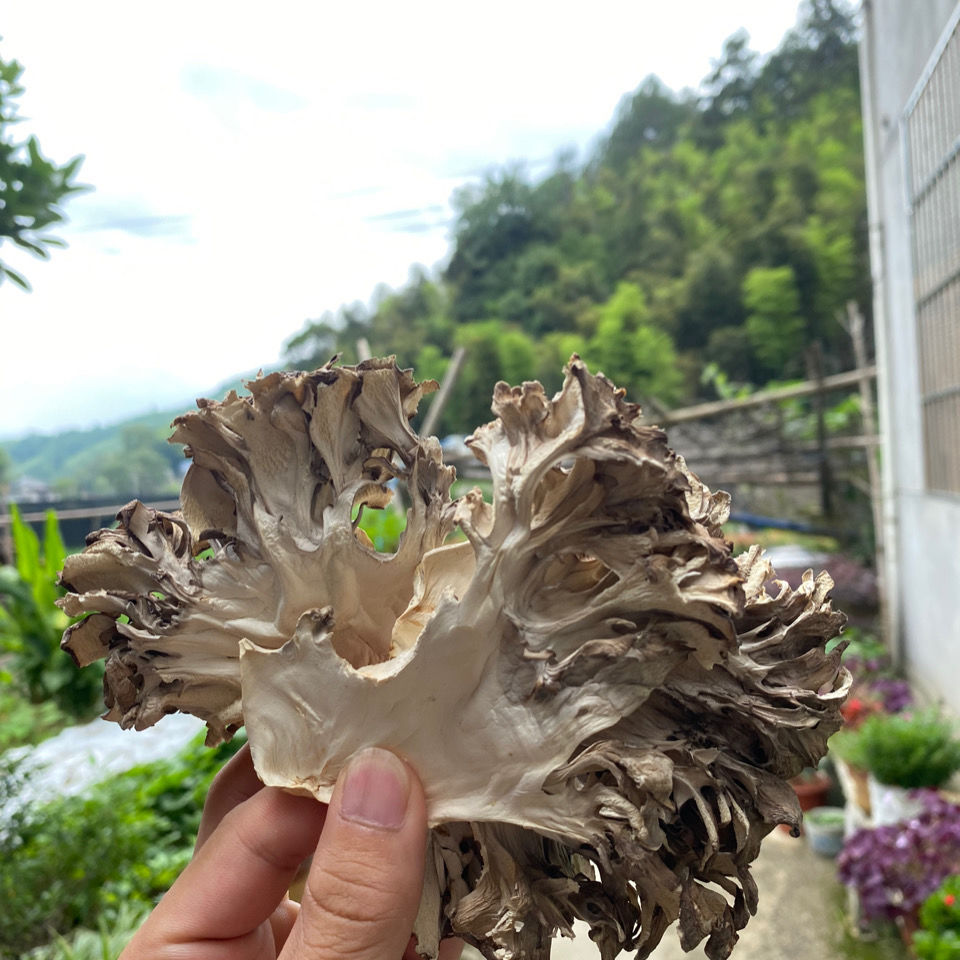 Grifola frondoensis dried goods grifola frondoensis mushroom edible fungus pollution-free green maitake tea farm chestnut mushroom thousand Buddha slice 100g