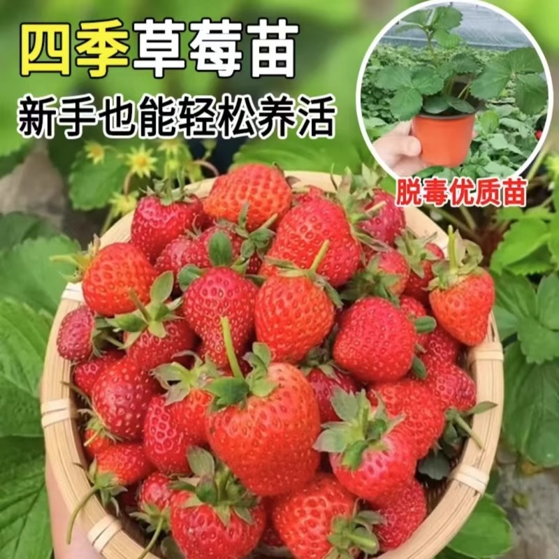 Cream Strawberry Seedlings Bear Fruit in All Seasons, Strawberry Potted Plants, Large Fruit Planting, New Seedlings, Plug Seedlings, Fruit Trees, Indoor Green Plants