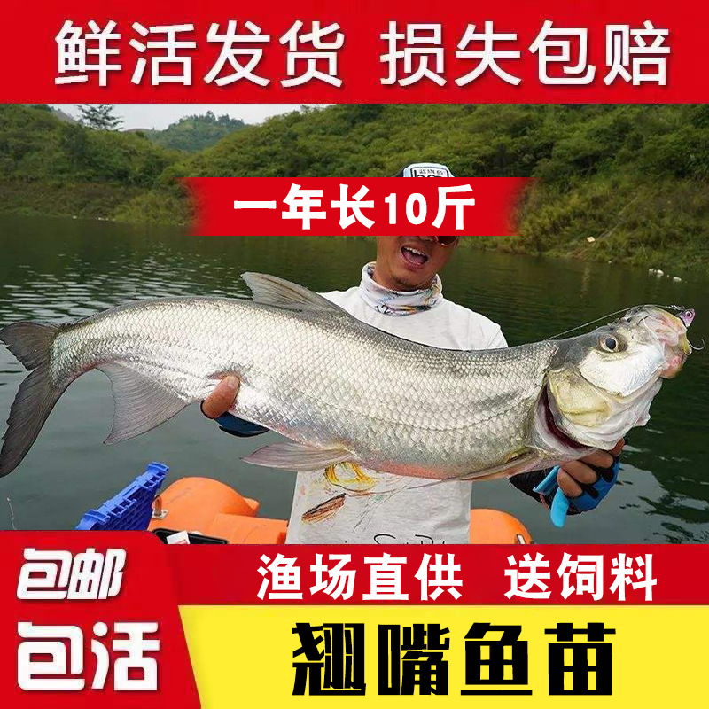 Wuchang Fish Fry Freshwater Cultured Edible Flat Fish Fry Live Triangular Crucian Carp Group Head Crucian Carp Edge Fish Fry Super Easy to Raise Bream Fry
