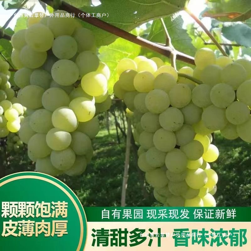 Freshly Picked Guizhou Crystal Grapes for Delivery, Farm Green Grapes, Seasonal Fruit, Fresh Green Grapes, Simple Packaging Shashanzi