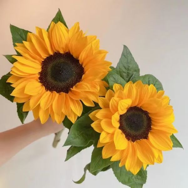 Sunflower flowers Yunnan flower base wholesale flower shop stall wedding flower arrangement bouquet flower basket fresh cut flowers