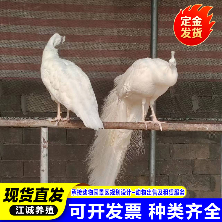 Живой прокат голубых и белых павлинов для парка, пакет с декоративными птицами, живая доставка