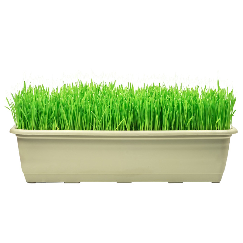 Lawn Grass Seeds, Evergreen Slope Protection, Bermudagrass, Manila Bentgrass, Courtyard Greening, Ryegrass Turf Seeds