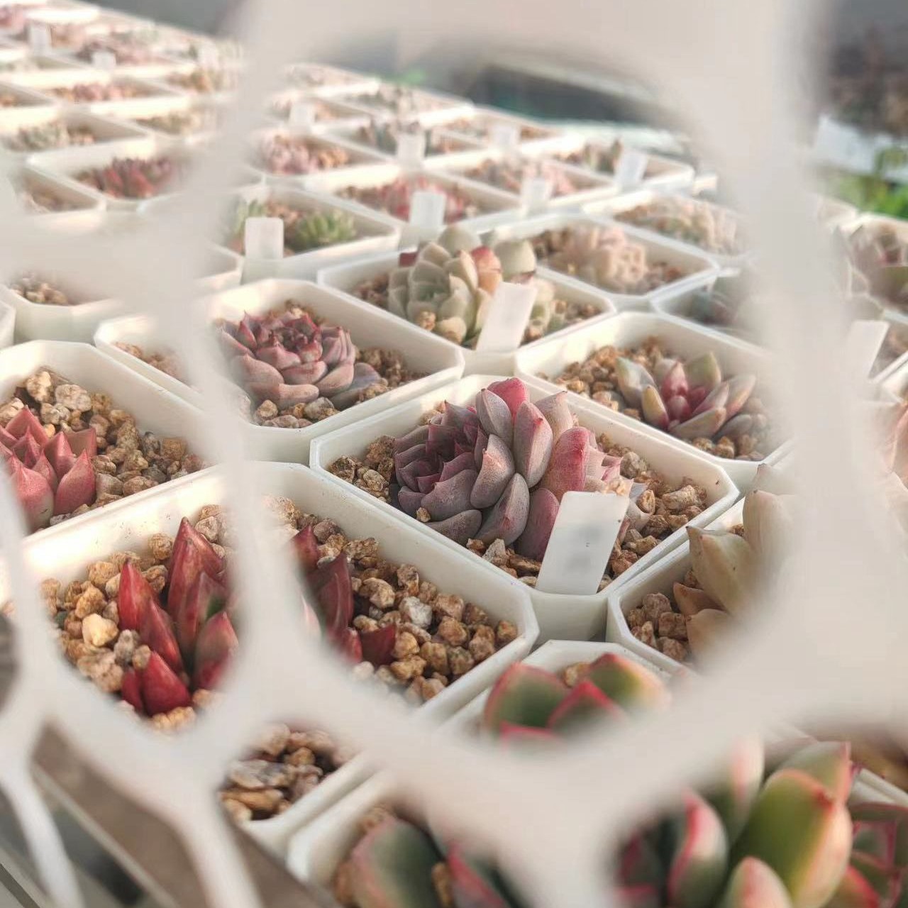 Thickened 7cm Colorful Square Plastic Flower Pot Colorful Succulent Flower Pot 7*7cm Ultra-Small Square Plastic Flower Pot Green Plant