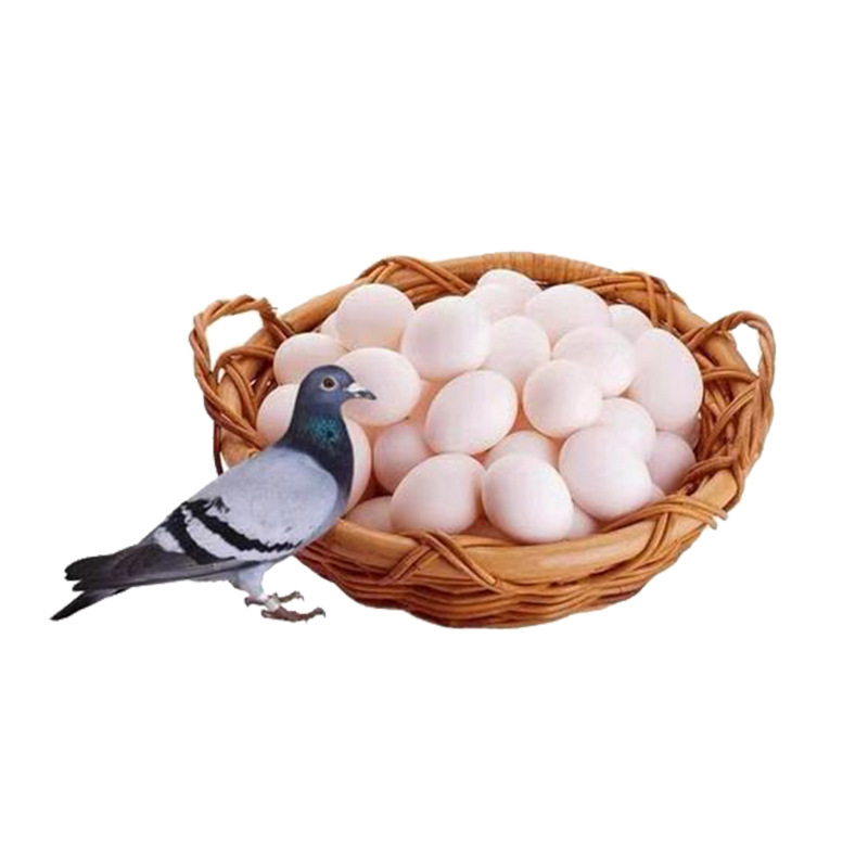Farm Direct Sales Pigeon Eggs Are Delicious, Suitable for Children, Pregnant Women, and the Elderly, Rich in Organic Protein, Free-Range, Suitable for Children and Pregnant Women