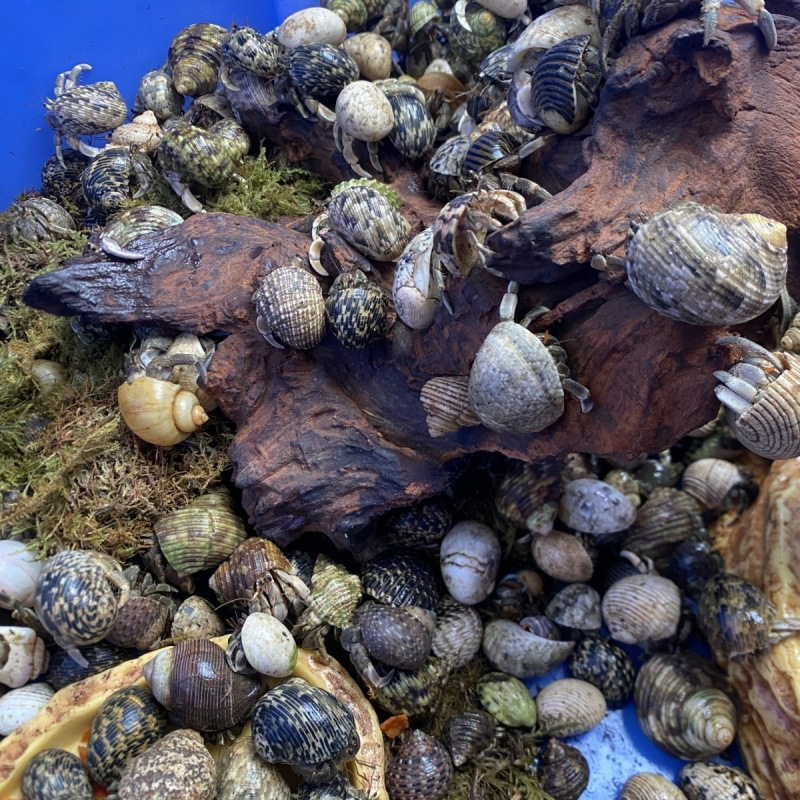 Wholesale Hermit Crabs for Street Vending, Beginner-Friendly Pets, Gray-White Short-Arm Deep Purple Lira Small Bean-Shaped Live Cute Crabs for Cross-Border Sales