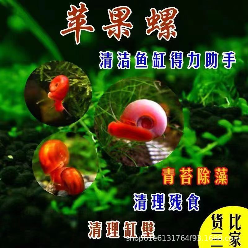 Wholesale Apple Snail Live Pet Snail Ornamental Snail Feed Snail Ornamental Snail Algae Removal Tool Damage Guaranteed