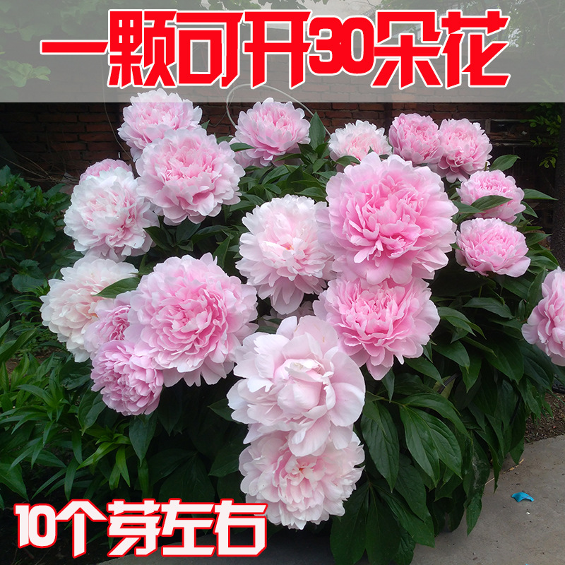 Peony Root Balls with Buds, Peony Flower Root Bulbs, Bloom in the Same Year, Indoor Courtyard Green Plants, Potted, Cold-Resistant and Easy to Care for