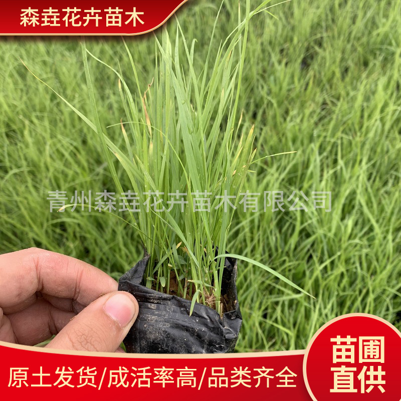 Саженец травы маленькой кроличьей хвост, растение с листьями кроличьего хвоста, солнечная и морозостойкая трава для балкона, многолетняя декоративная трава