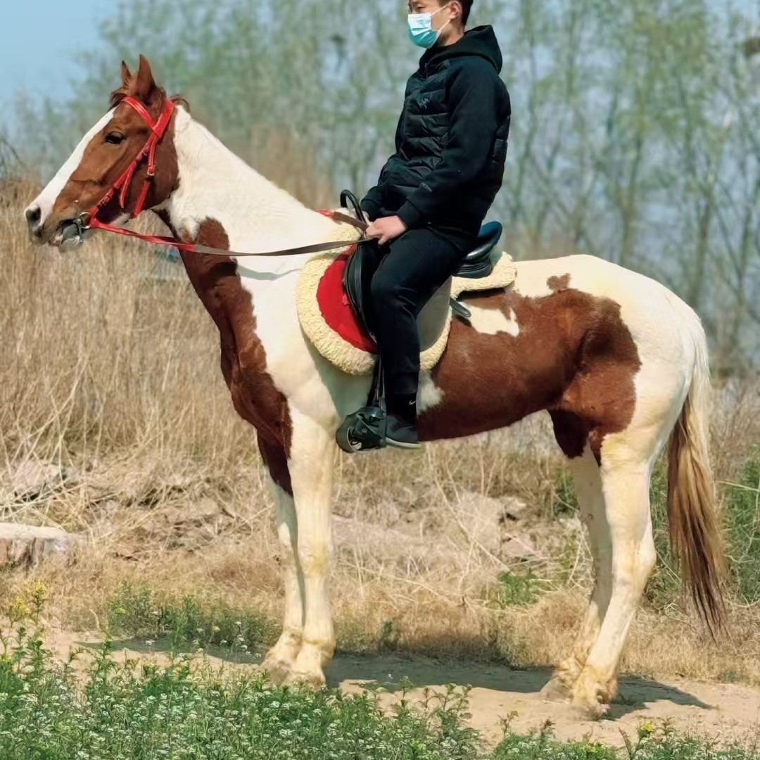 Children's Tutorial on Riding the Arabian Breed of Horses, Live Estate Hospitality Horses, Ornamental Carriage Horses for Sale and Recycling