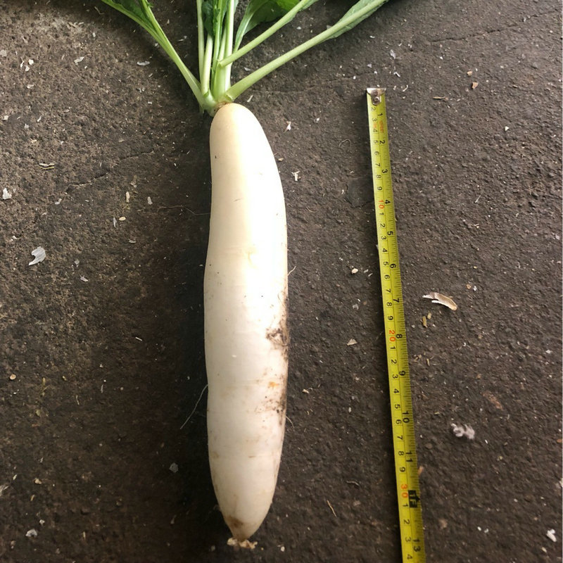 Manufacturer Supplies Vegetable Seeds Short-Leaf Thirteen Early Radish 15g Seeds Balcony Vegetable Garden Seeds Wholesale