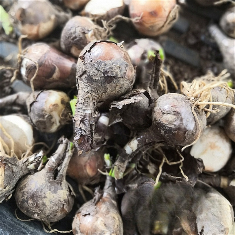 Луковицы ликориса, цветы, посадка на балконе, горшечные растения, красные цветы бяньхуа