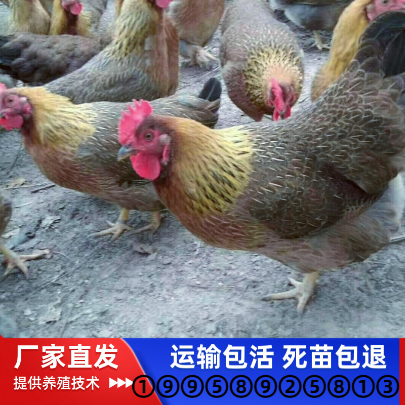 Суточные цыплята Циньюань, самки, самцы, цыплята больших красных土, цыплята желтононогие土, цыплята с конопляным пером, оптовая продажа цыплят на свободном выгуле
