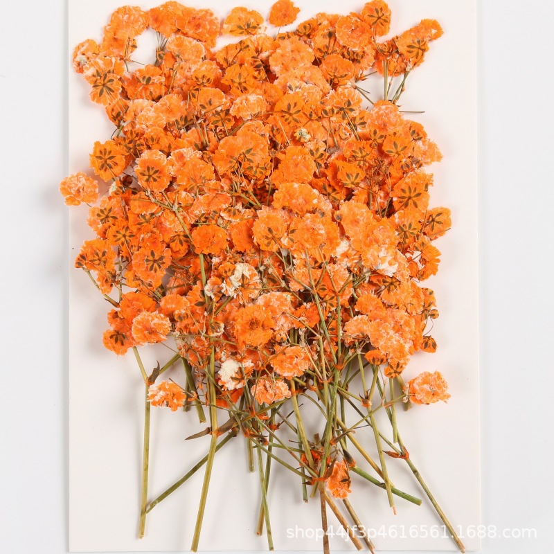 Gypsophila Gypsophila Dried Flower Embossed Flower Plant Specimen diy Gum Drops Handmade Material Children's Handmade Bookmark Greeting Card