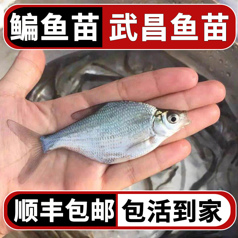 Мальки леща, мальки учанга, треугольные края, пресноводные культурные съедобные плоские рыбы, живой корм для рыбы амбистомы тигровой оптом