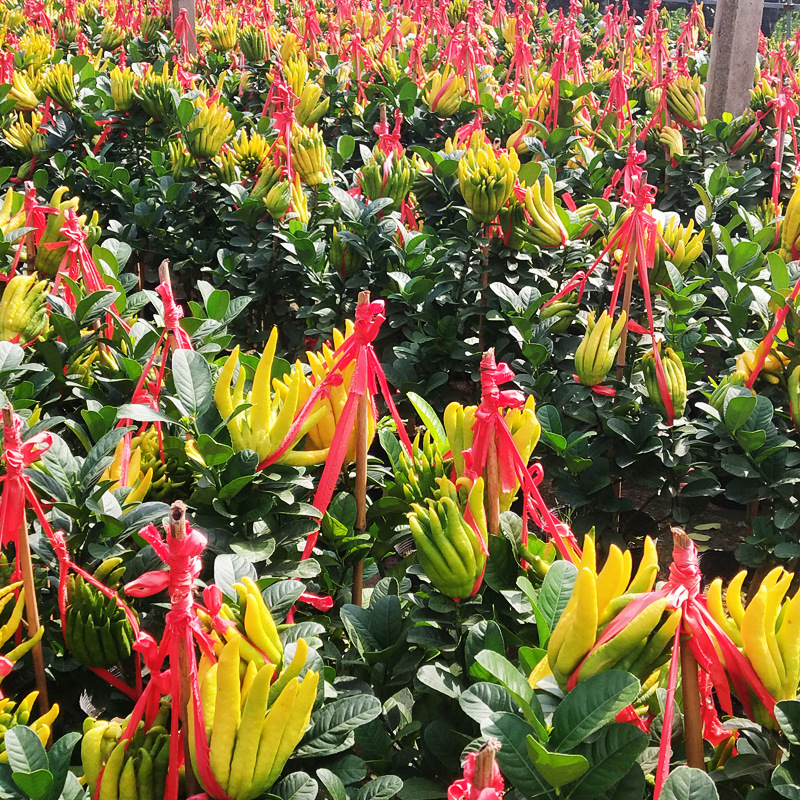 Dropshipping of Thousand-Fingered Buddha Hand Tree Potted Bergamot with Fruit Flower Golden Buddha Hand Sapling Edible Plant Fruit Tree
