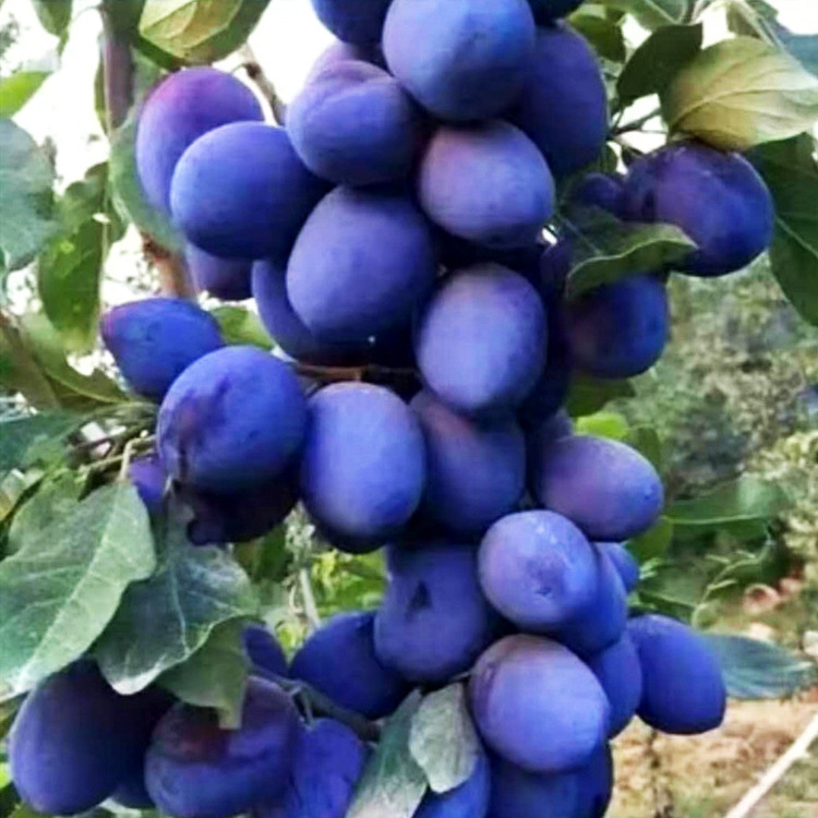 Plum Sapling Varieties, Prune Plum Saplings, New Varieties, Prune Plum Saplings, Grafted French Plum Saplings