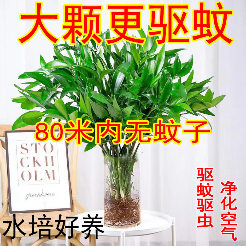 Гидропонные растения бамбука для отпугивания комаров, легкие в уходе, для дома и офиса