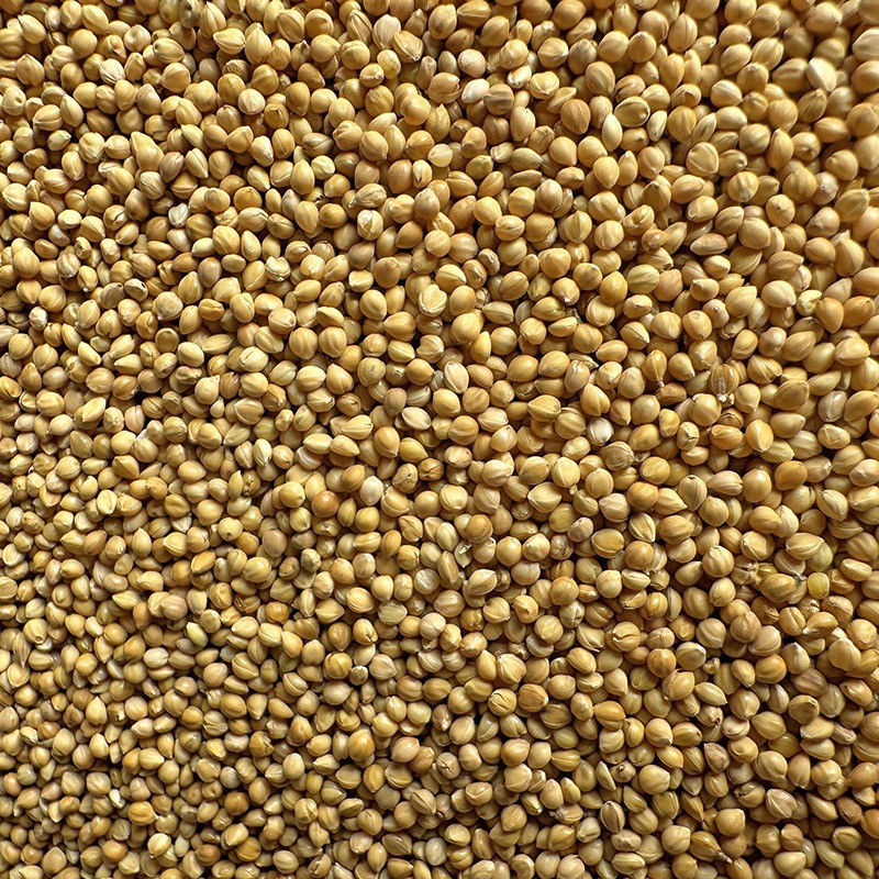 New yellow millet with shell millet tiger skin peony xuanfeng small and medium-sized parrot bird food bird feed wholesale millet