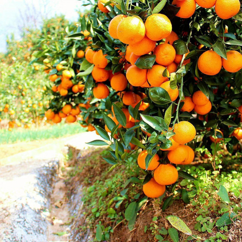 Ugly Orange Sichuan Navel Mandarin不知火 Fresh Fruit Orange Super Sweet Navel Mandarin Non-Wo Mandarin Wholesale