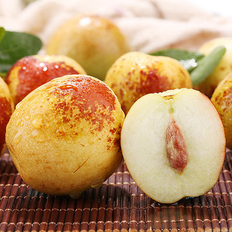 Dropshipping of Zhanhua Winter Jujube Seedlings, Third-Generation Live Seedlings, Potted and Ground-Planted Jujubes in the North and South, Grafted Fruit Saplings