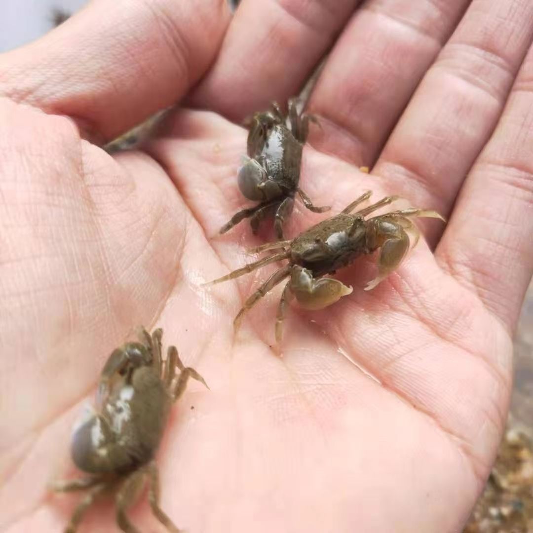 Pepper Crab Phase Keeping Crab Mini Pepper Crab Small Crab Living Pet Crab Ornamental Crab Red Crab Phase Hand Crab Wholesale