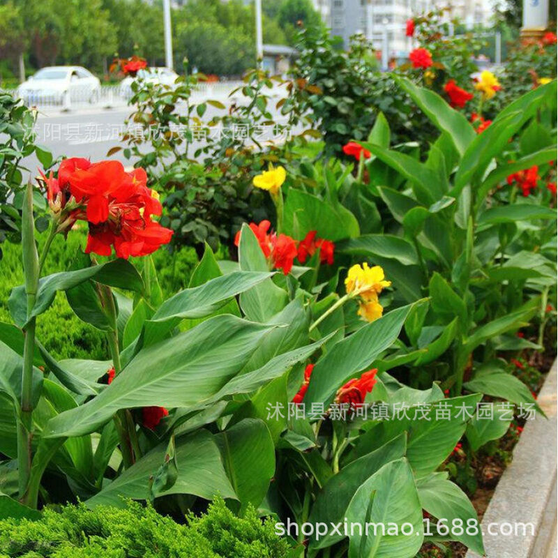 Canna Bulbs, Large-Flowered Canna Bulbs, Perennial Canna Seedlings, Courtyard Indoor Green Plant Bulbs, Easy to Survive