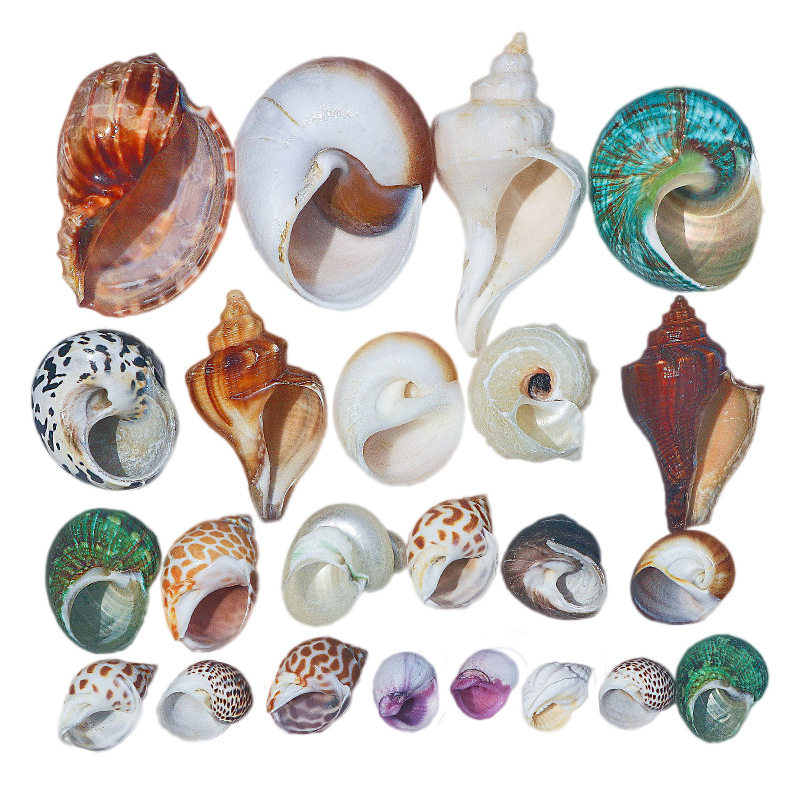 Natural snail conch shell various hermit crab replacement shell roll shellfish aquarium decorative fish tank landscaping wholesale by catty