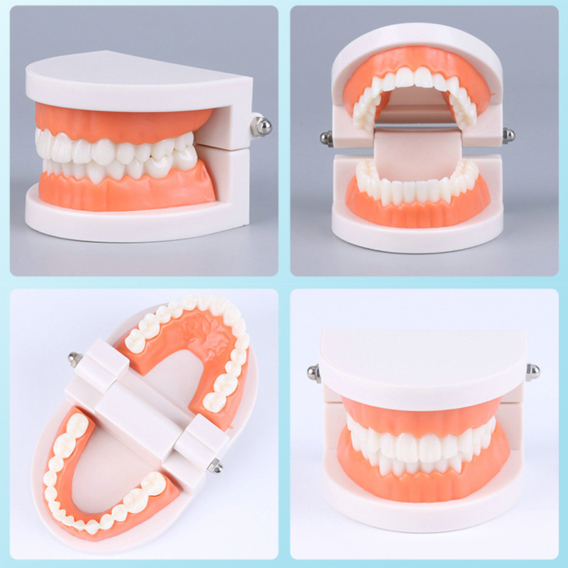 Dental Model aesthetic practice dental model small dental model kindergarten brushing teaching model oral model