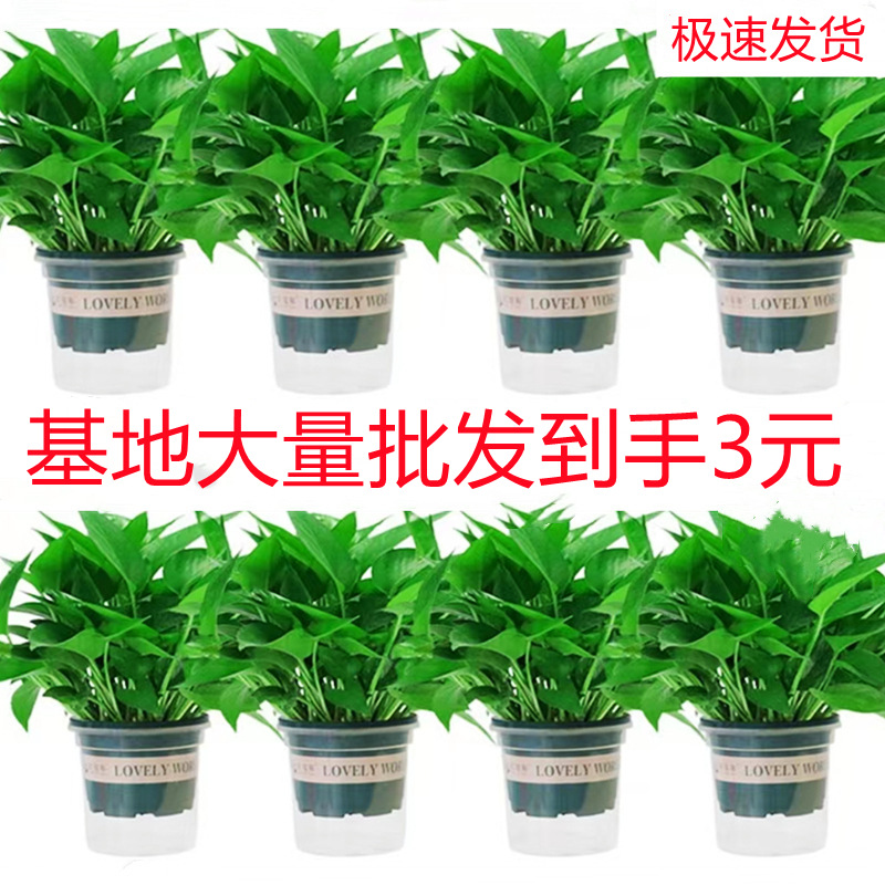 180 горшечных цветов и зеленых растений оптом хлорофитум длинный виноград зеленая корзина маленькие горшечные комнатные гидропонные растения