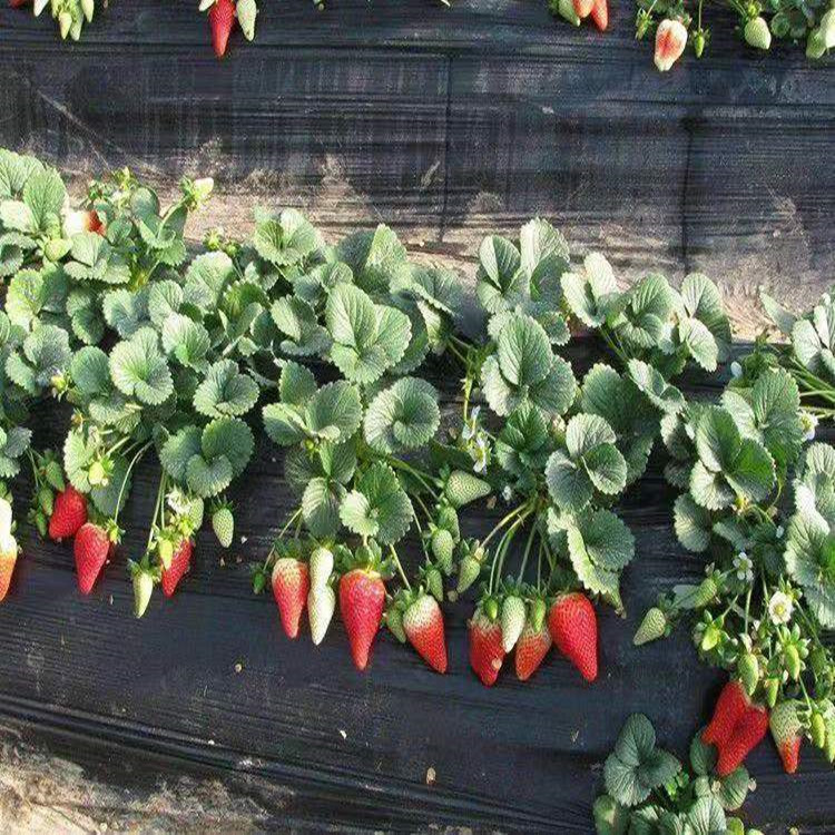 Strawberry Seedlings That Bear Fruit in the Same Year, Excellent Base Price, Wholesale Strawberry Seedlings for Sale, Fengxiang Strawberry Seedlings Planted in the North and South