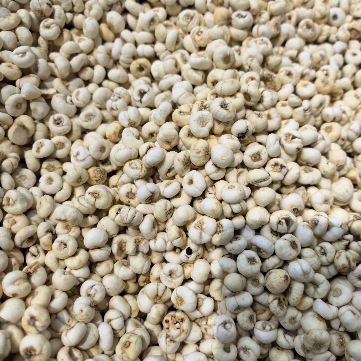 Flat Fritillaria Manufacturer Wholesale Zhejiang Fritillaria Slices Sichuan Fritillaria Washed and Planted Fritillaria Can Be Ground into Powder Chinese Herbal Medicine Stewed with Snow Pear