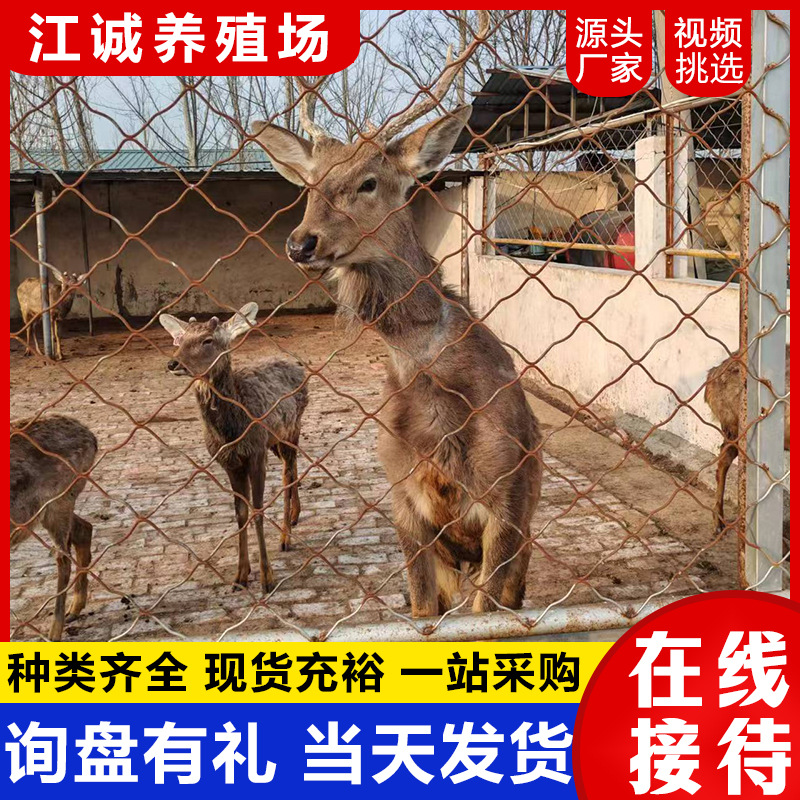 Manufacturer Straight-Haired Sika Deer Live Breeding Deer Adult Sika Deer Scenic Spot Ornamental Sika Deer People-Friendly Sika Deer