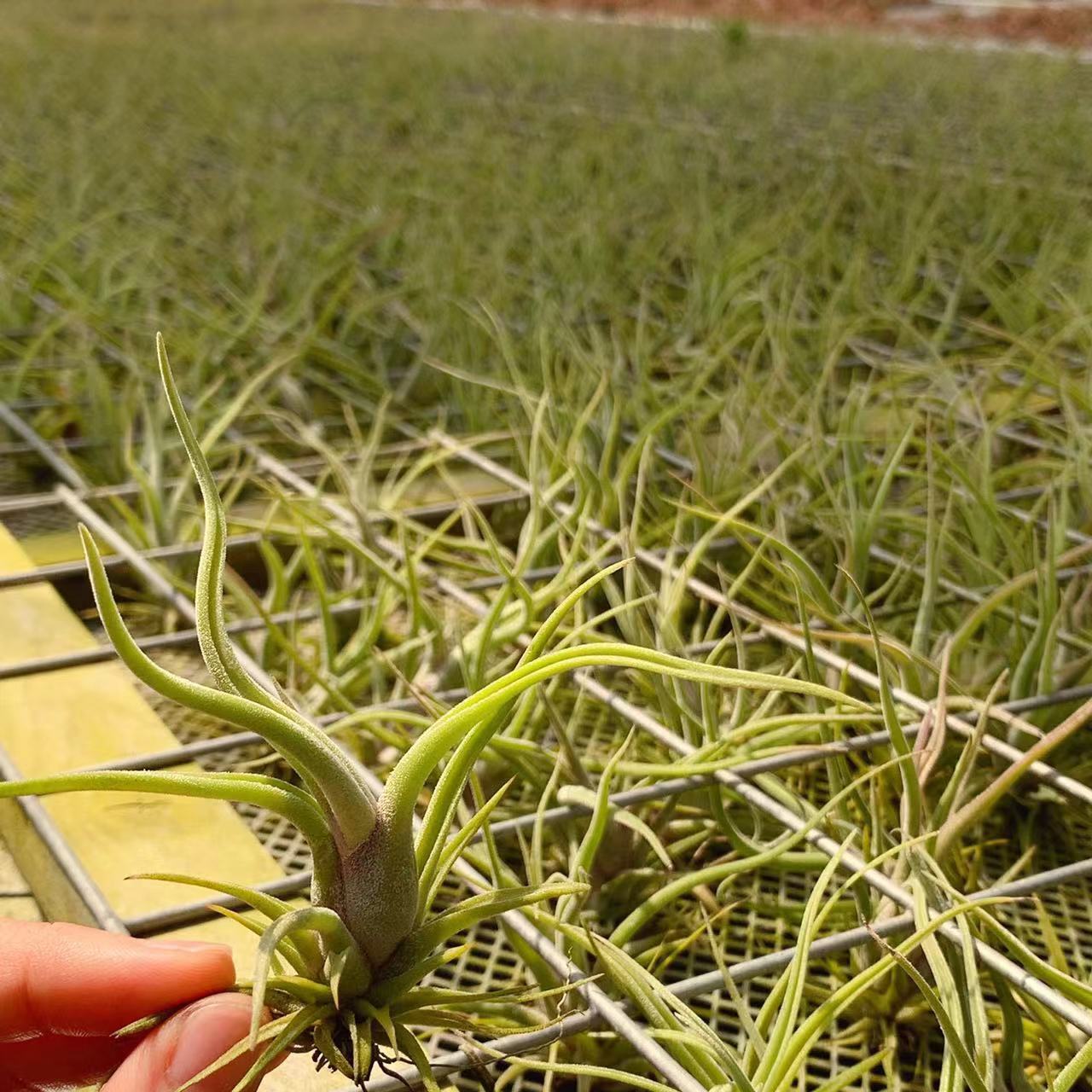 Queen Medusa T.Caput-Medusae Multi-Specification - Factory Direct Supply Base Delivery Air Pineapple Soilless