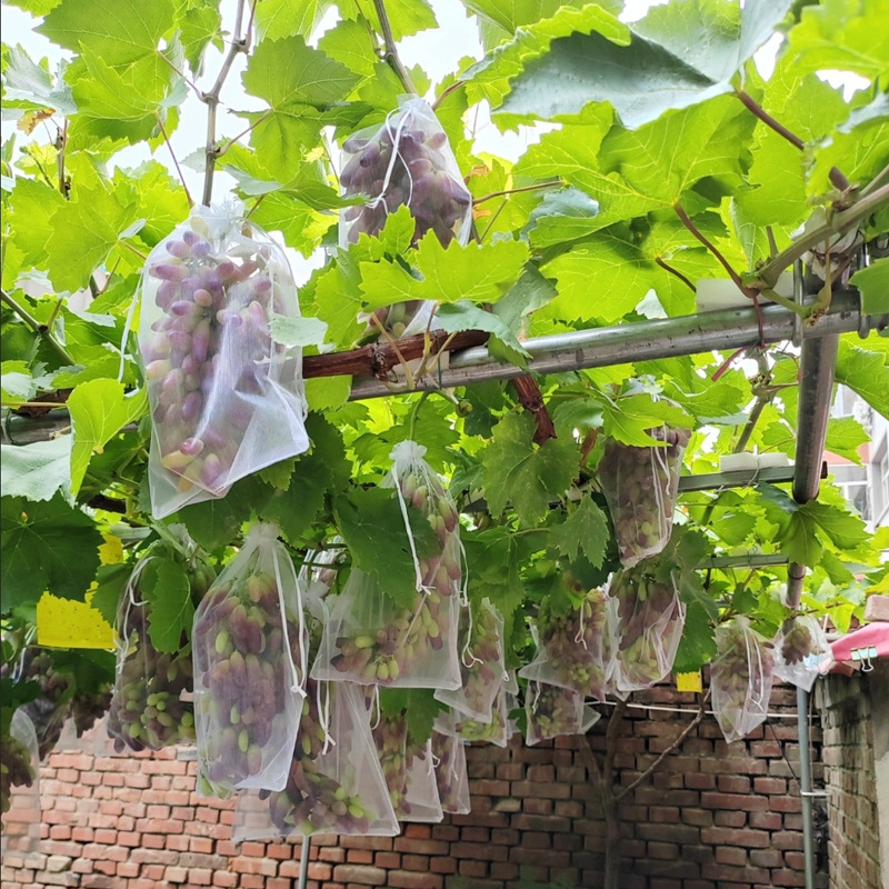 Spot Fruit Bagging, Insect-Proof Mesh Bag, Transparent Drawstring Mesh, Grape Breathable Drawstring Bag, Fruit Protection Bag