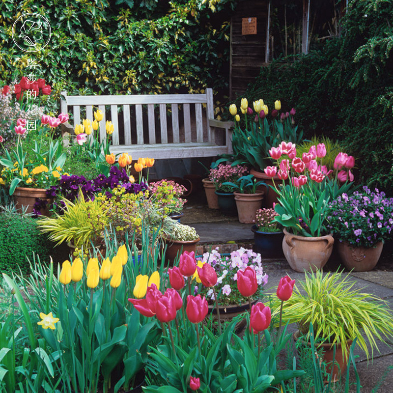 Double Tulip Wholesale Flower Dutch Perennial 5 Degree Large Bulb Lily Indoor and Outdoor Plant Potted Easy to Grow