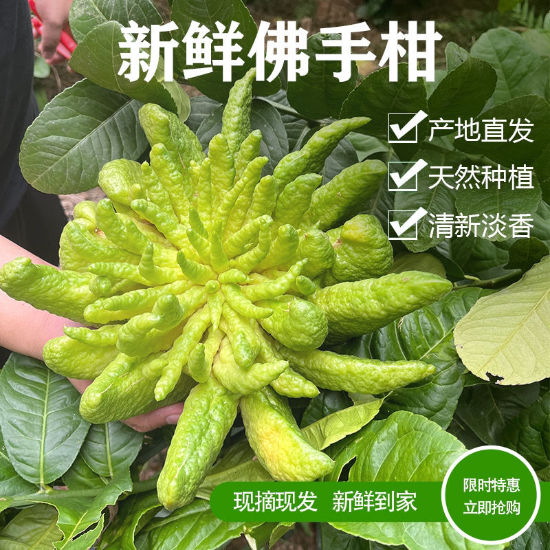 Юньнаньский бергамот, аромат, альпийский бергамот, экстра большой фрукт, без Джиньхуа, аромат с веточкой, гидропонный