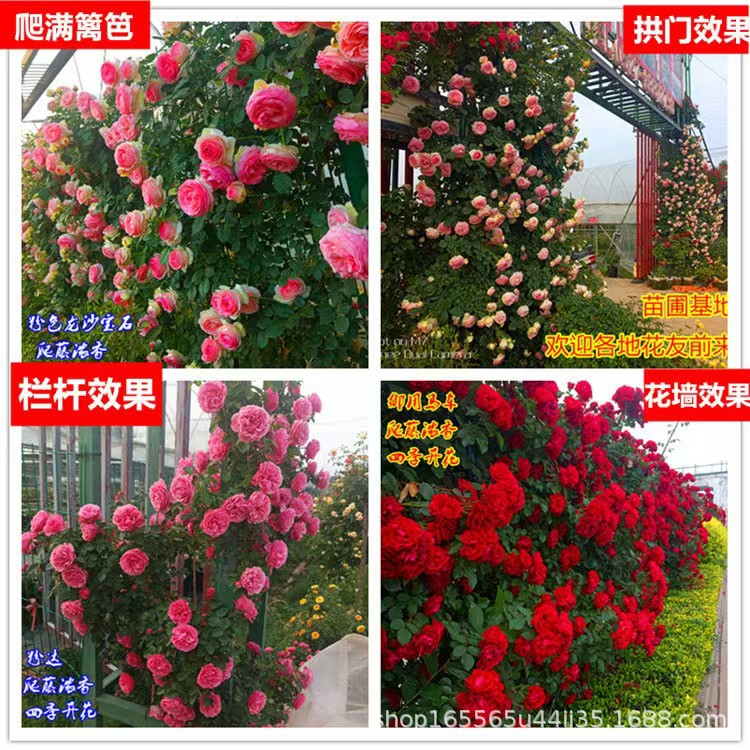 Wholesale of Rattan Rose Seedlings, Climbing Rose Arch, Dragon Sand Gem Potted Plant, Multi-Flowered Rose That Blooms in the Same Year