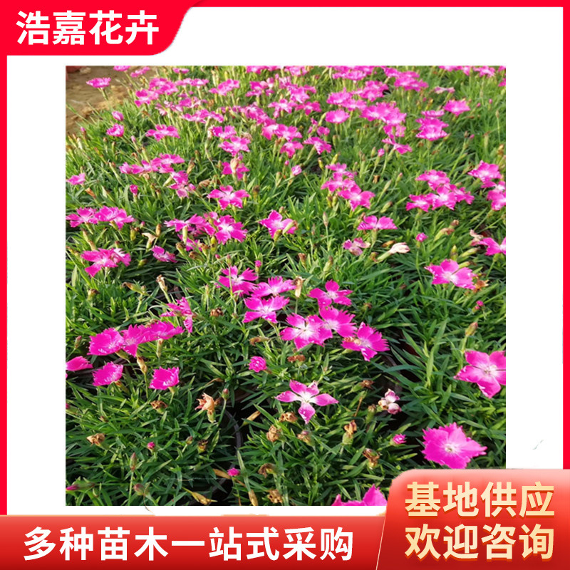 Dianthus Cup Seedling Flower Base, Green Potted Plants Blooming in All Seasons, Dianthus Plug Seedlings, Dianthus Ornamental Flower Sea