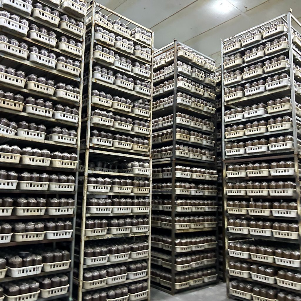 Elm Yellow Mushroom Golden Mushroom Strain Chanterelle Oyster Mushroom Mushroom Package Phoenix Tail Mushroom Mushroom Package Mushroom Package Factory Direct Sales