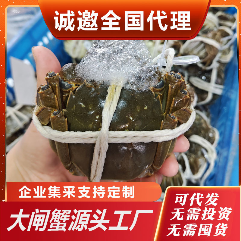 Групповая покупка оптовые живые крабы, свежие волосатые крабы, Сучжоу, Янчэн, Цзиньшао